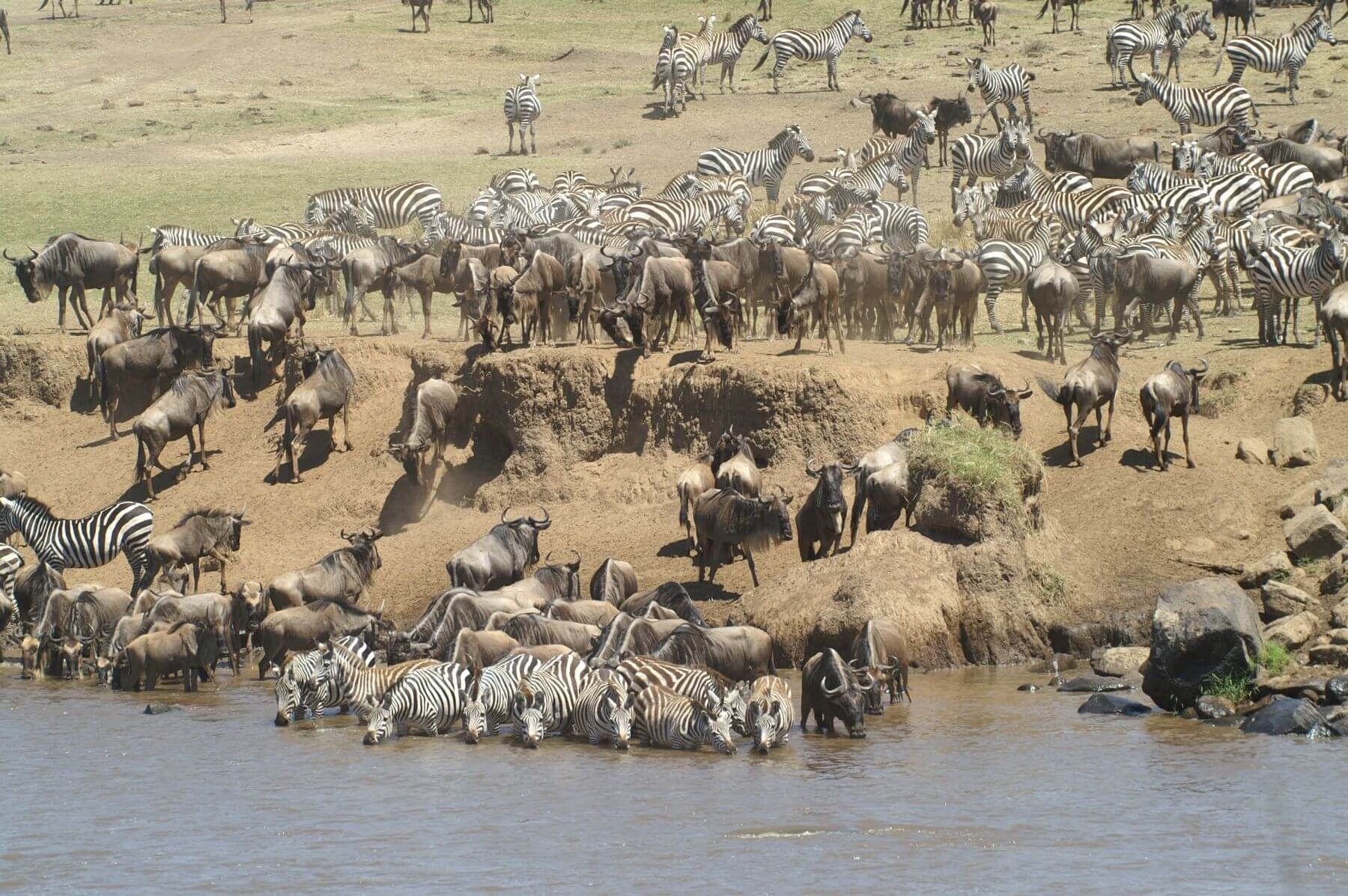 Zebra und Gnu-Herde am Mara Fluss in der Masai Mara