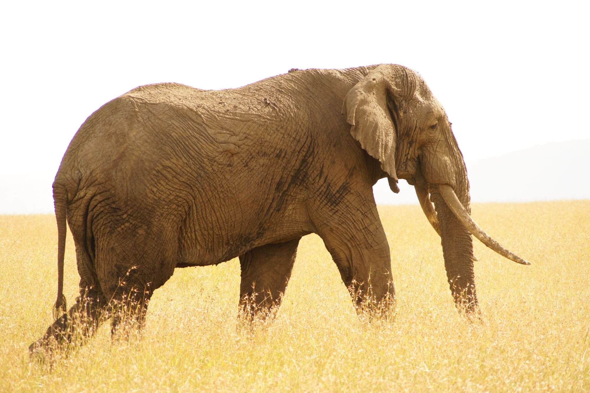Elefant in der goldenen Savanne der Masai Mara