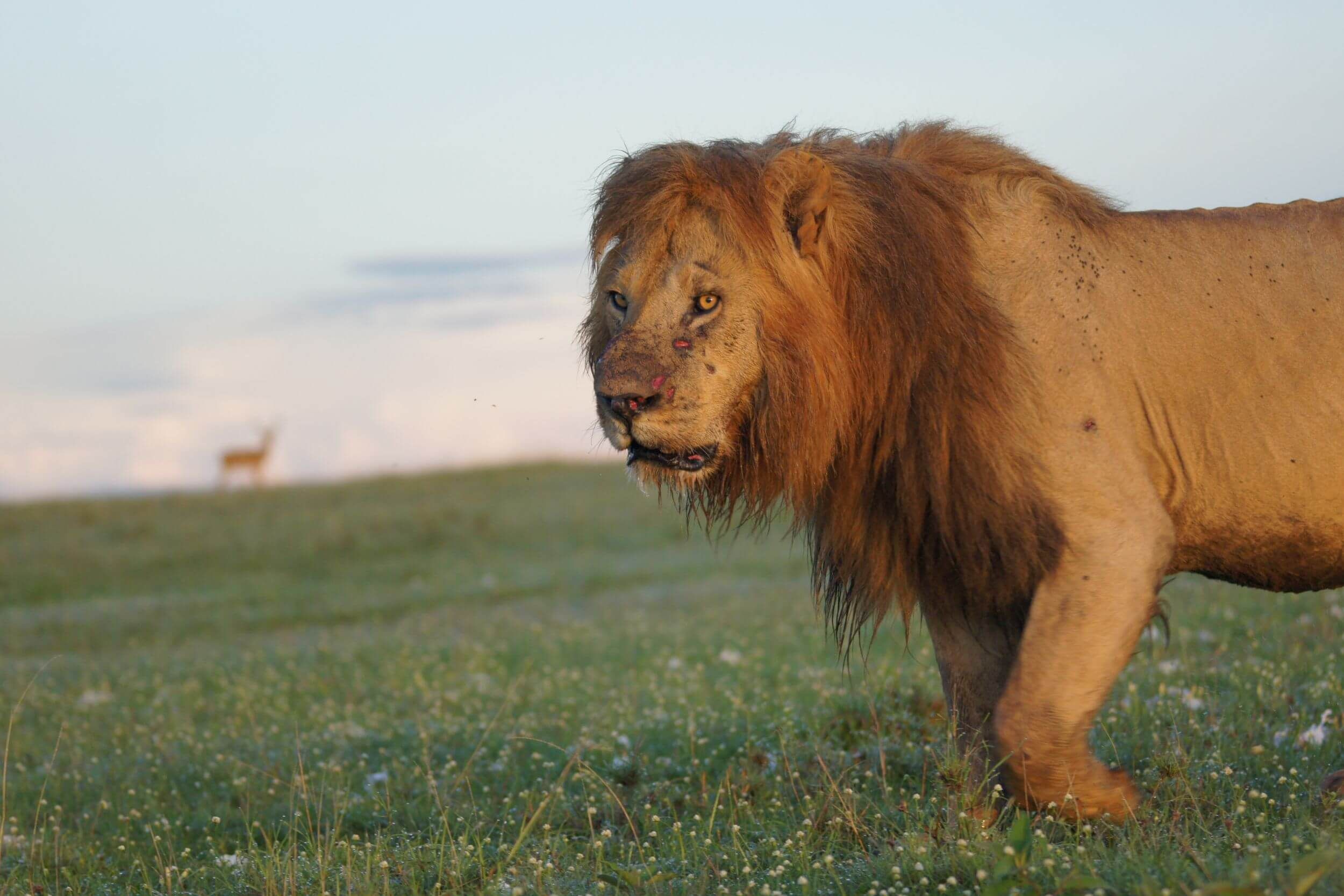 Löwe in der grünen Savanne der Masai Mara.