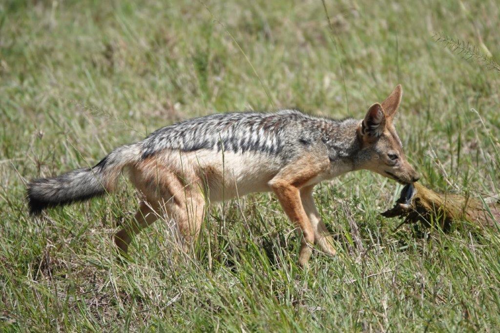 ein Schakal mit Beute im Maul in der Masai Mara