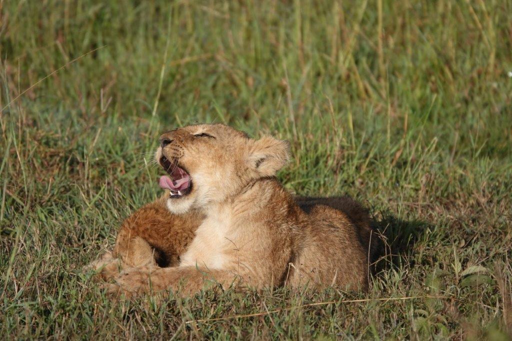 Löwenjunges in der Masai Mara