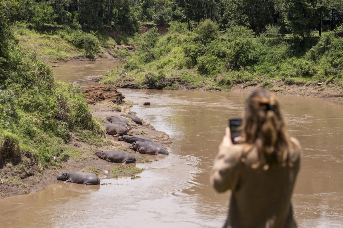Person fotografiert Flusspferde am Flussufer während einer Safari im Governors Camp.