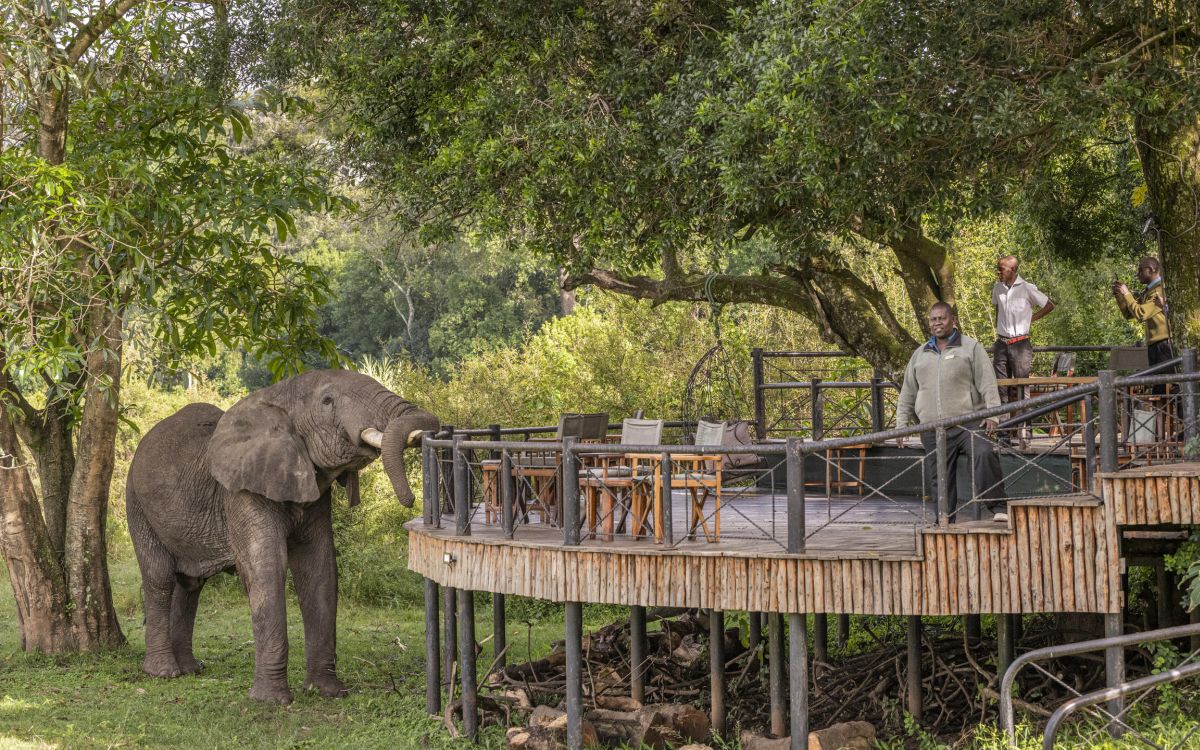 Elefant neben einer erhöhten Terrasse im Governors Camp, während Gäste die Tierwelt aus nächster Nähe beobachten.