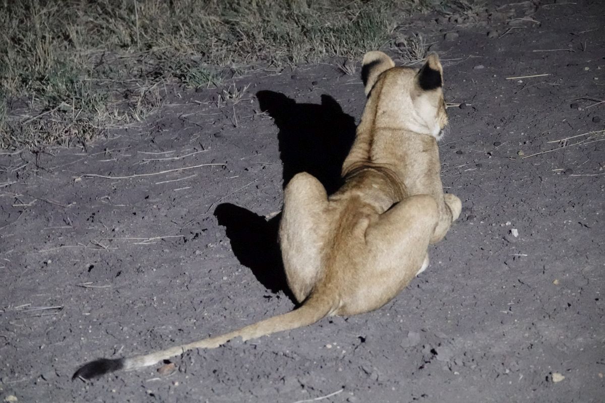 Löwin bei Nacht im Ziwani-Schutzgebiet.