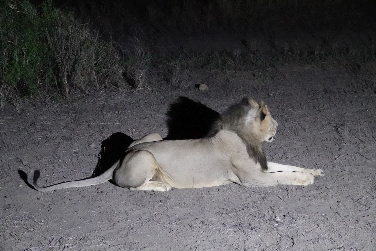 Löwenmännchen bei Nacht im Ziwani-Schutzgebiet.