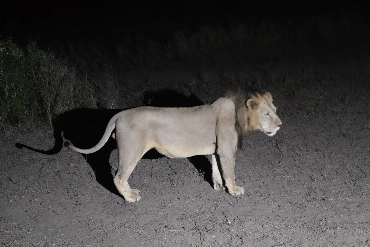 Löwenmännchen bei Nacht im Ziwani-Schutzgebiet.