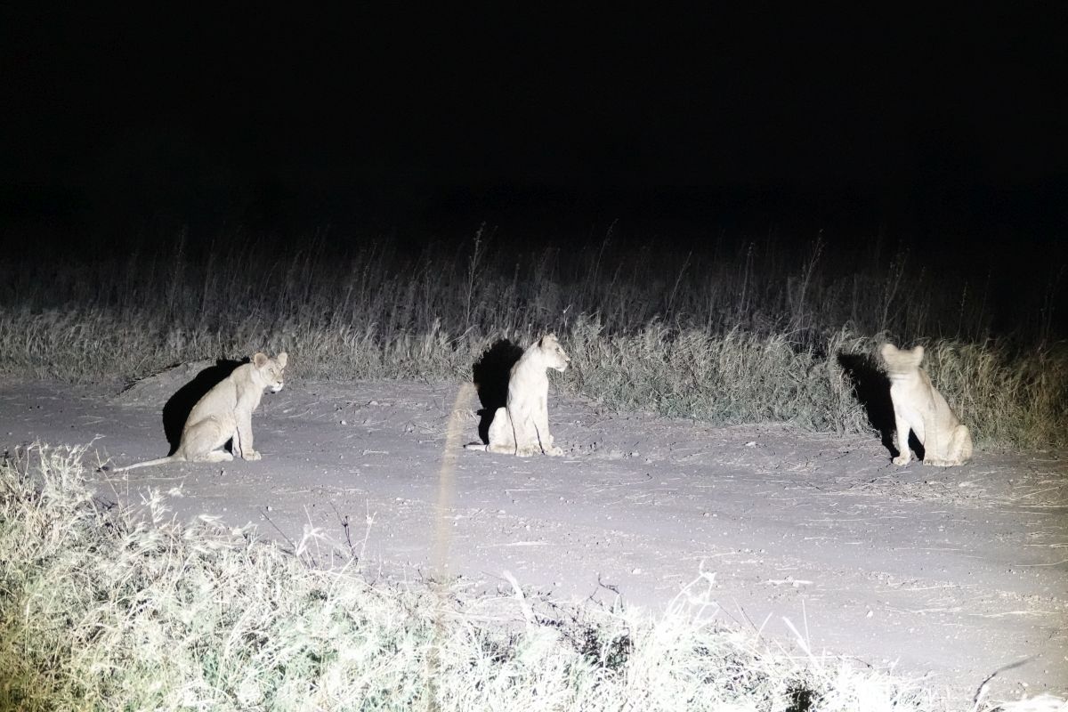 Drei Löwenjungtiere bei Nacht im Ziwani-Schutzgebiet.