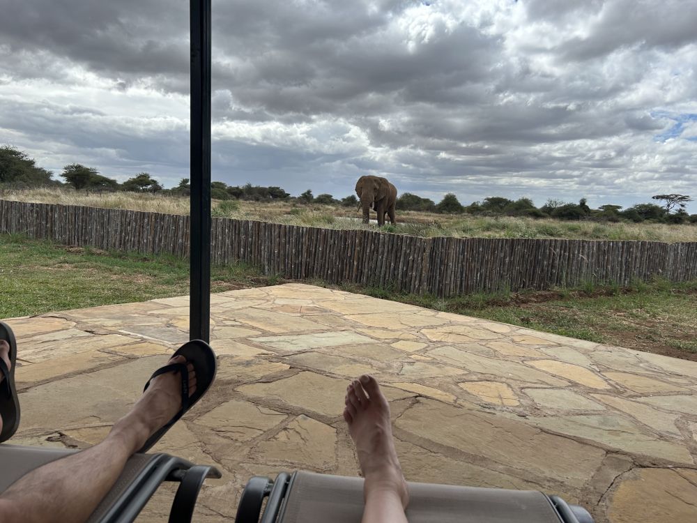 Reisende auf der Terrasse einer Lodge mit Blick auf ein Wasserloch, wo sich ein Elefant befindet
