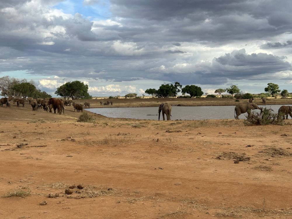 Viele Elefanten am Wasserloch mit toller Kulisse im Nationalpark Kenias