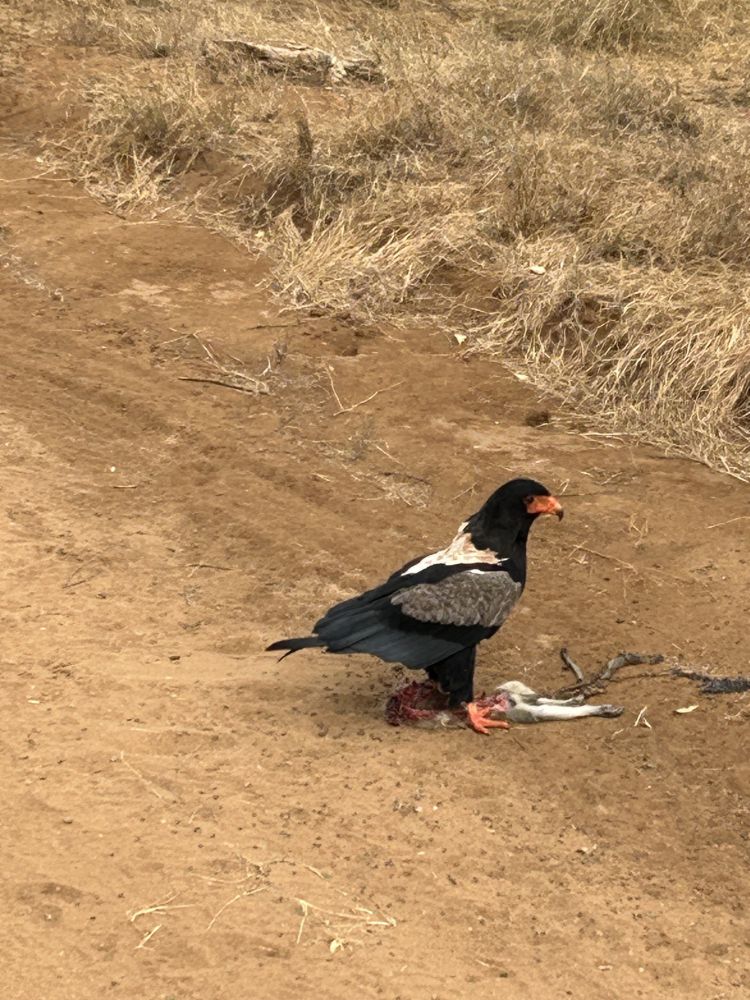 Greifvogel mit Beute auf einer Kenia Safari im Nationalpark