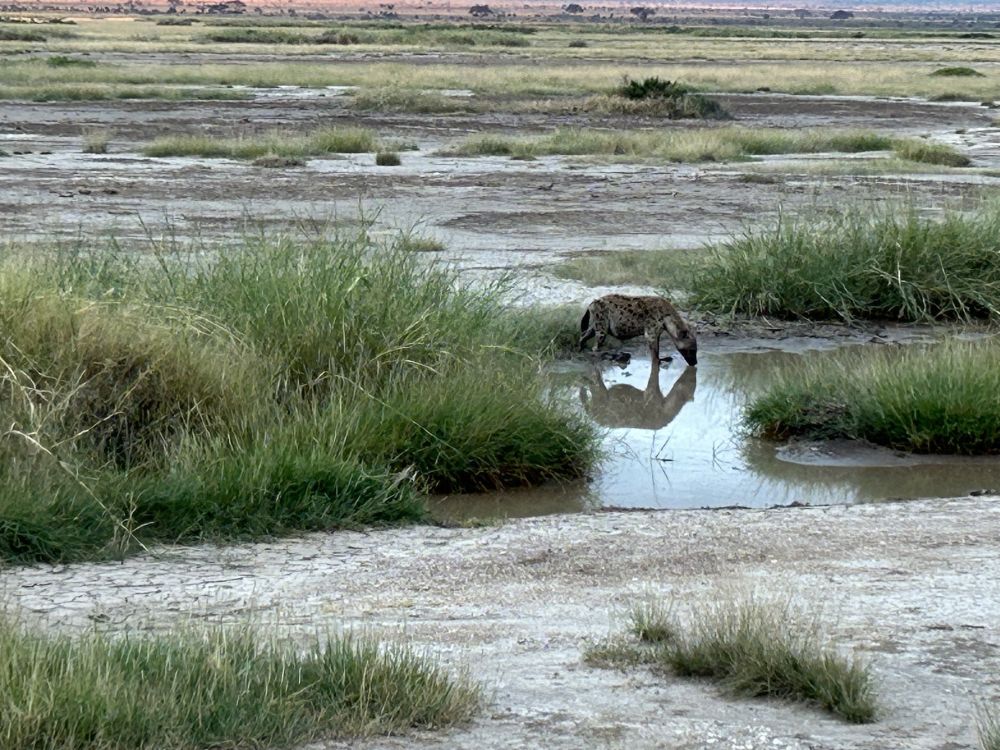 Hyäne trinkt Wasser aus einer Pfütze im Nationalpark Kenias