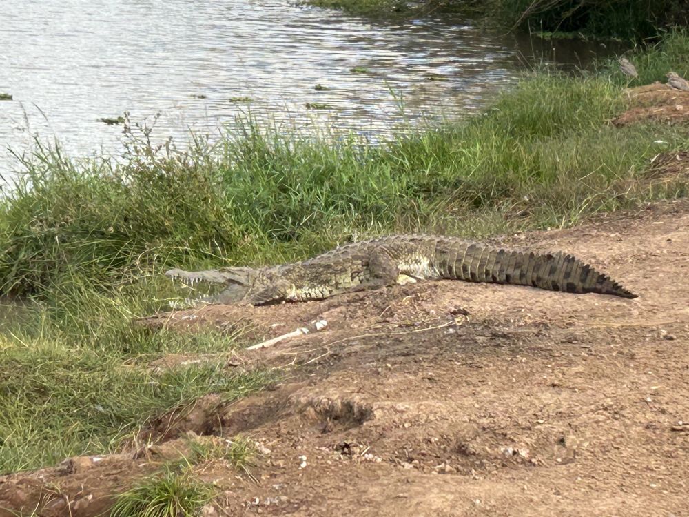 Krokodil am Ufer eines Gewässers