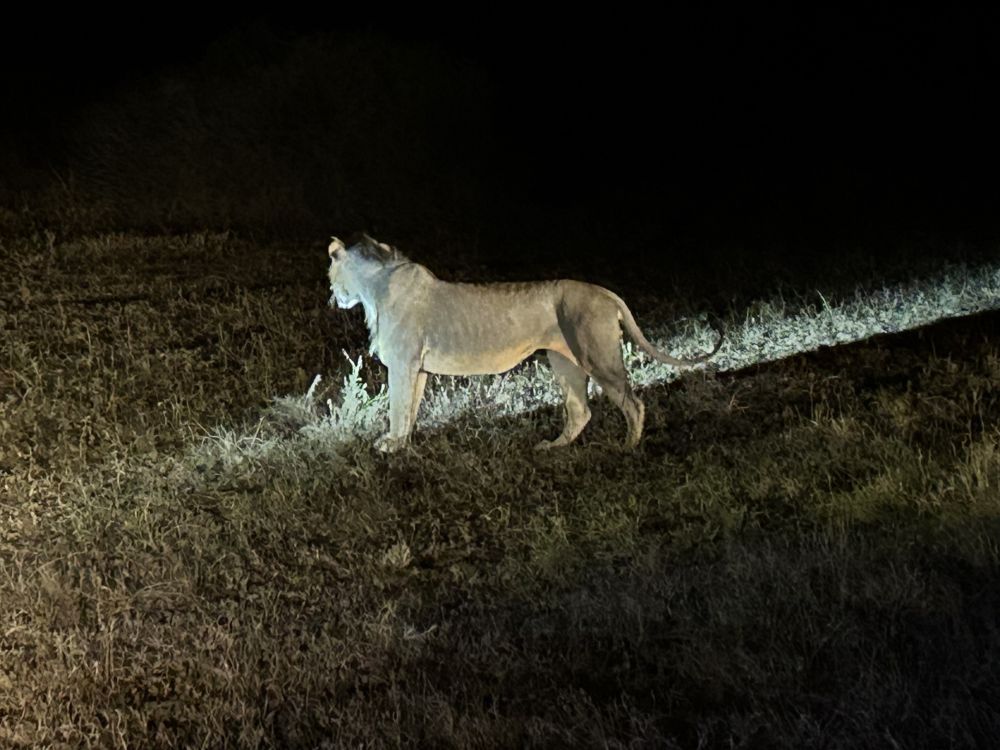 Löwe im Lichtkegel auf einer Nachtpirschfahrt im Ziwani Schutzgebiet Kenias