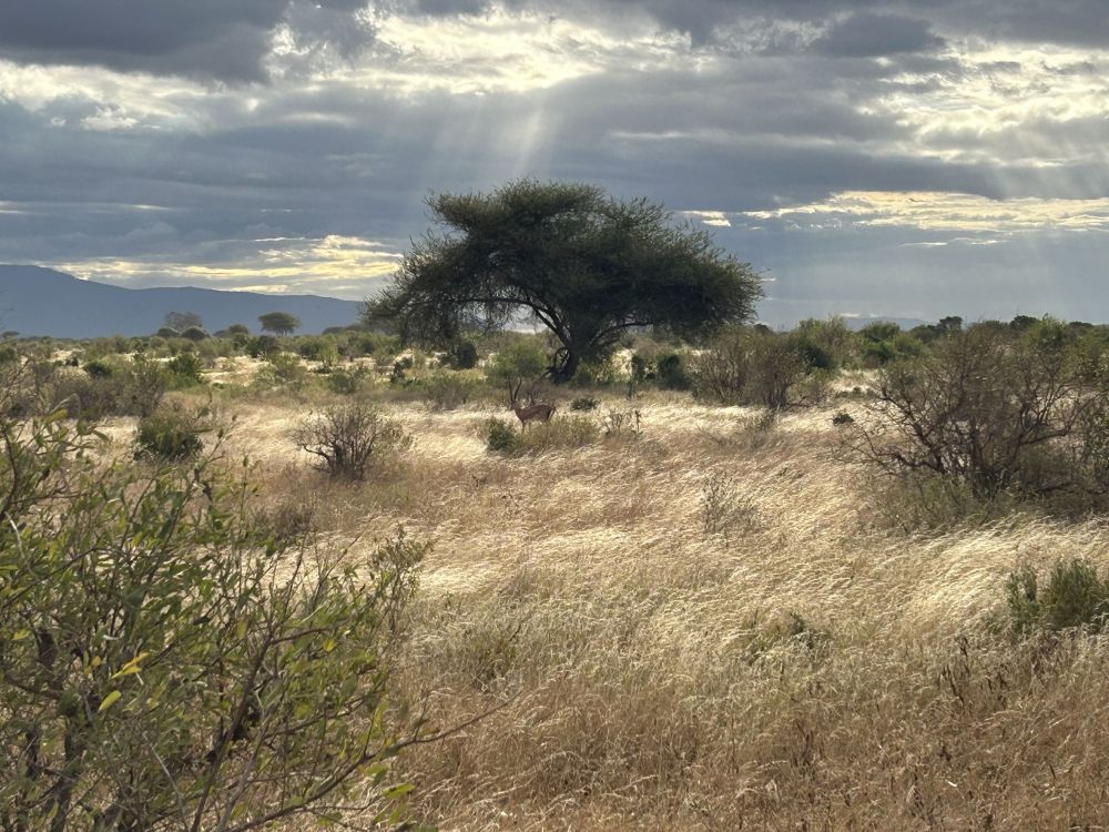 Savanne in Kenia mit Buschwerk und einem Baum in der Mitte, Sonnenstrahlen scheinen durch die Wolken