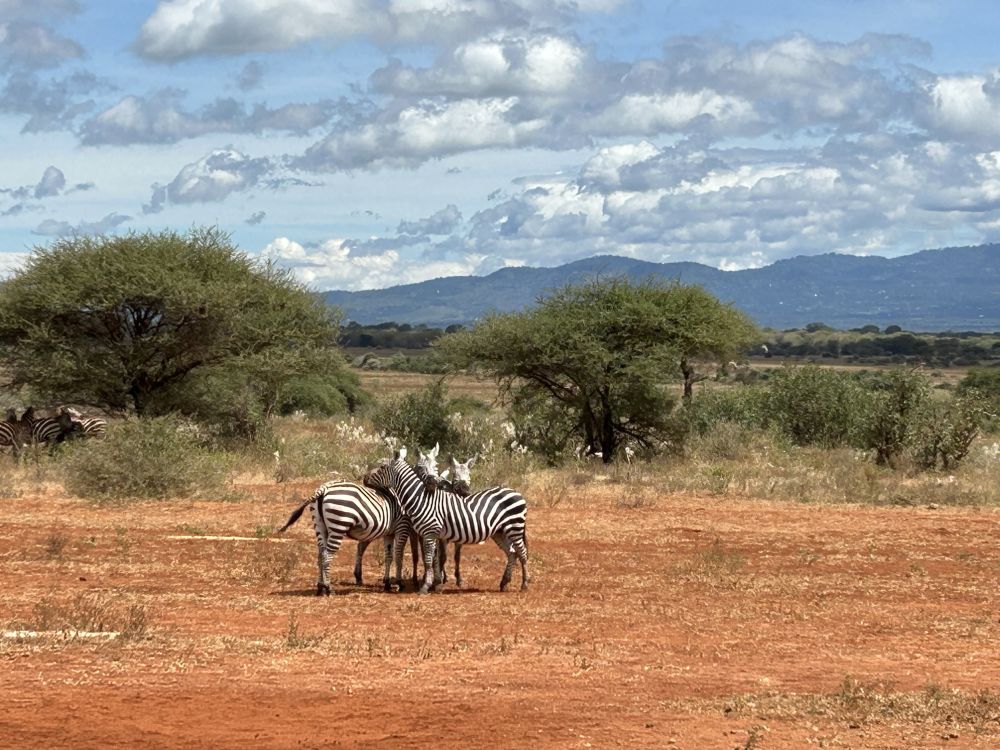 Drei Zebras stehen zusammen in der afrikanischen Landschaft mit der roten Erde des Tsavo Ost