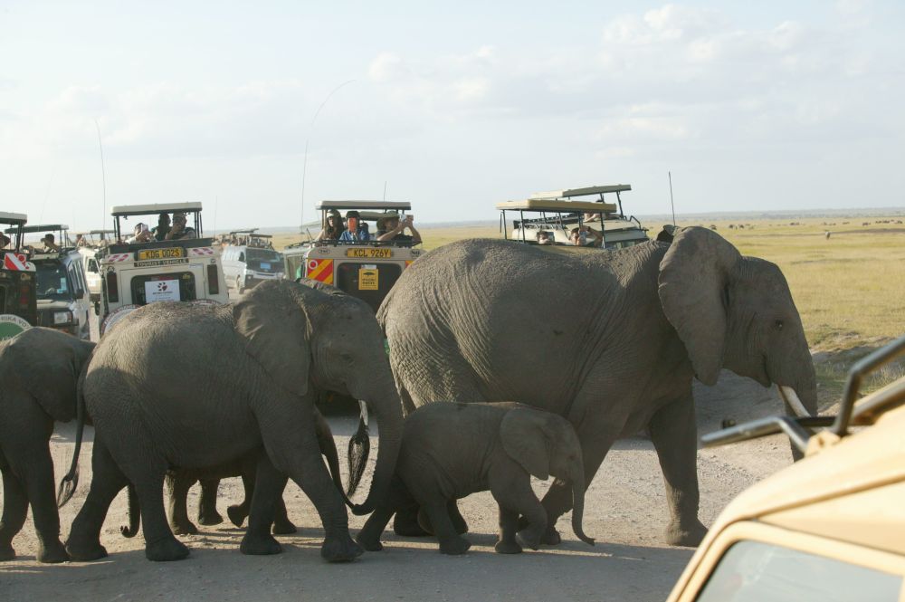 Eine große Elefantentfamilie überquert eine Straße im Amboseli Nationalpark umgeben von Safari-Fahrzeugen
